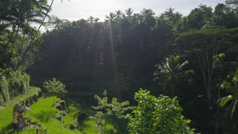 drone view of green rice fields at sunrise with light rays and jungle