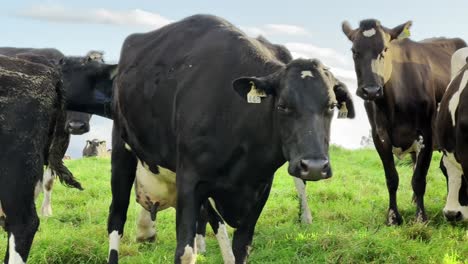 close up of black and white cow facing camera on vibrant grassy field with others behind