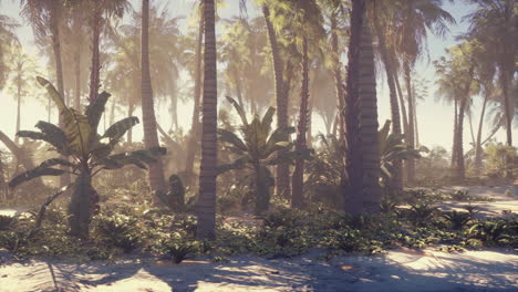 Tropical Forest with Palm Trees