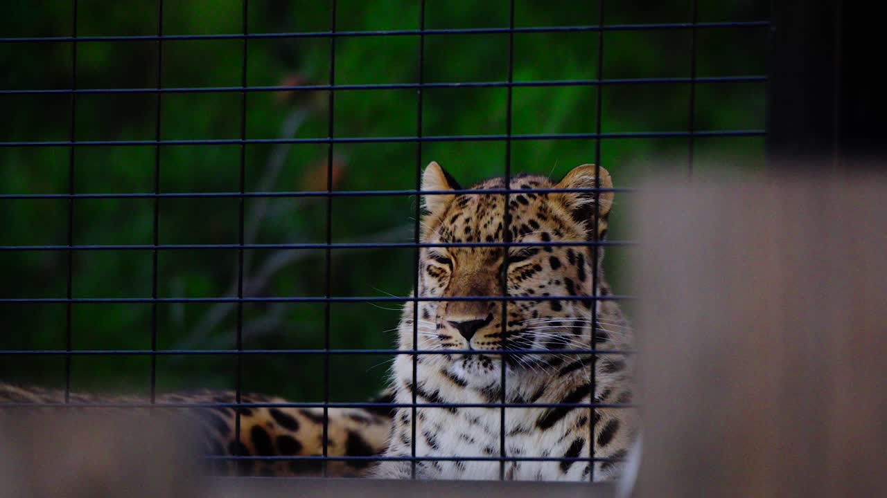 toma estática en cámara lenta de un leopardo cansado detrás de una valla cerrando los ojos
