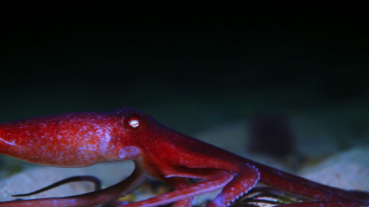 Octopus kaurna Southern Sand Octopus 4k 25fps