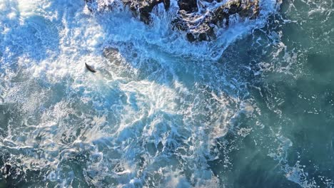 Tiro-De-Dron-De-Leones-Marinos-En-Ruff-Surf-Cerca-Del-Acantilado-Tratando-De-Llegar-A-Las-Rocas-En-La-Jolla,-California-Durante-La-Marea-Real