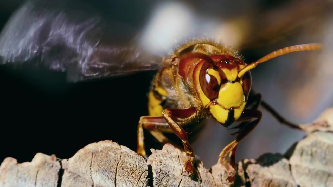 Et betagende filmisk ekstremt makroportræt, der fanger de indviklede anatomiske detaljer, gyldengule striber og komplekse facetøjne hos en stor gedehams (Vespa crabro), der hviler på tekstureret træ