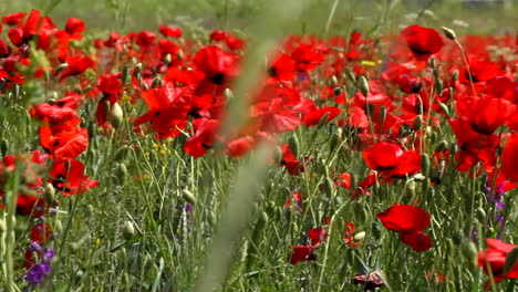 campo de amapolas por la mañana. pan a la derecha