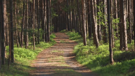 the narrow dirt road runs through the sunlit pine forest