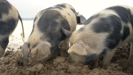 Gruppe-Von-Wildschweinen,-Die-An-Verschneiten-Wintertagen-Im-Schlamm-Nach-Nahrung-Suchen,-Nahaufnahme