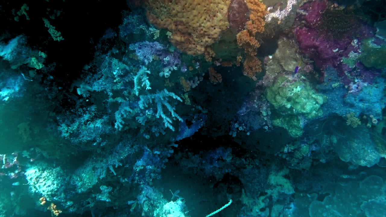 Feather star, corals, sponges and gorgonian on coral reef.