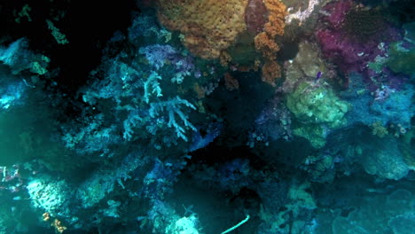 feather star, corals, sponges and gorgonian on coral reef.