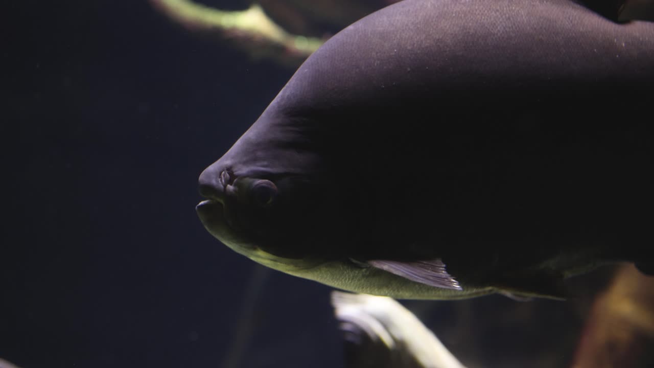Grandi pesci che nuotano in un ambiente acquatico scuro