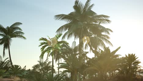 Sunset-Beams-through-Palm-Trees