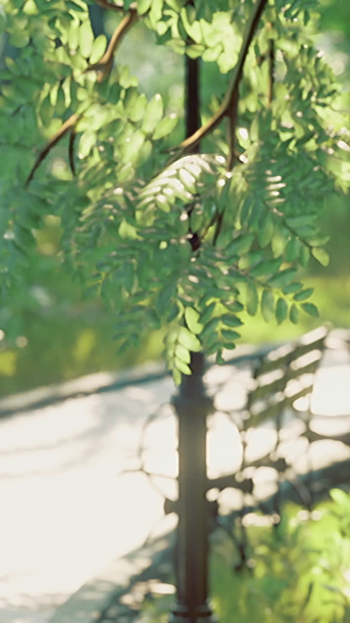 Serenity of a sunlit park path surrounded by lush greenery and gentle breeze