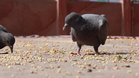 pigeons on the walking street slow motion move. india rajasthan.