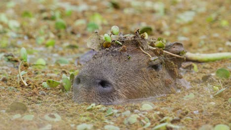 calm capybara, hydrochoerus hydrochaeris soaking in the swamp with head above surface, covered with aquatic vegetations, swatted away flies that buzzing around its ears, extreme close up shot