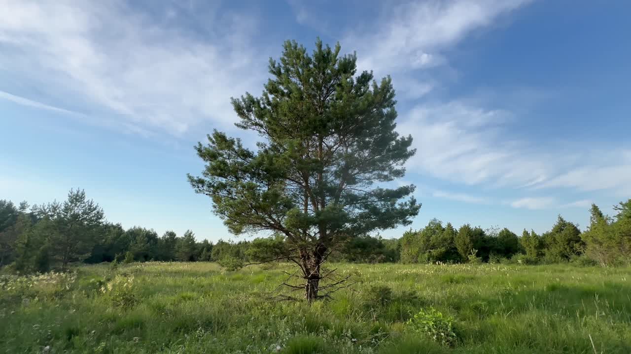 Pine tree at the edge of a meadow in the evening light. Saaremaa, Estonia