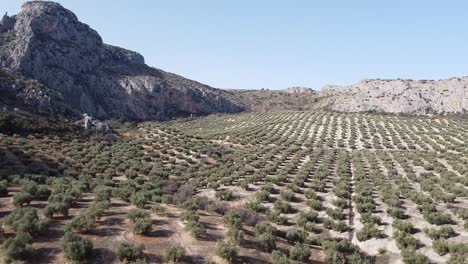 Imagen-Aérea-De-Un-Olivar-De-Montaña