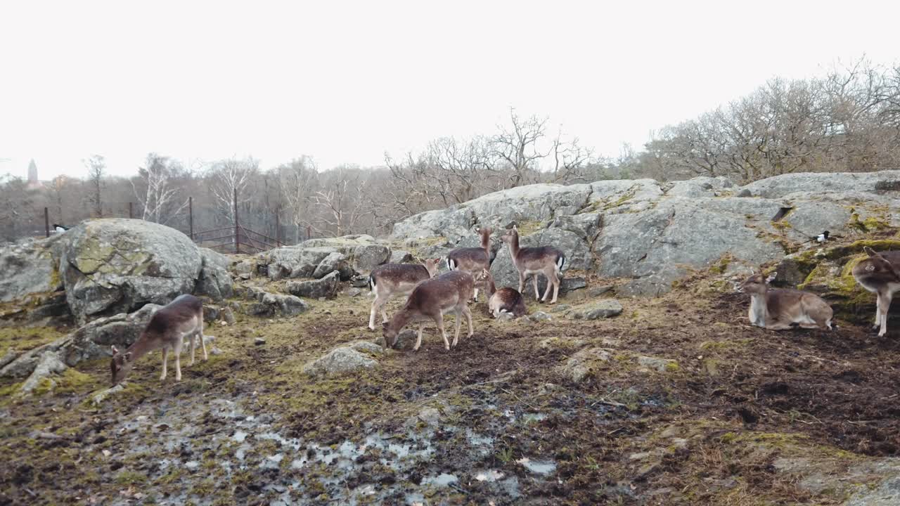 Real time outdoor pan left shot herd of fallow deer in Sweden