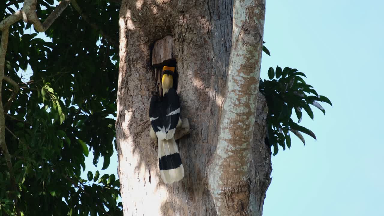 cabeza profunda en la madriguera alimentando a la hembra dentro y luego vuela hacia la izquierda para posarse en una rama, gran cálao buceros bicornis, parque nacional khao yai, tailandia