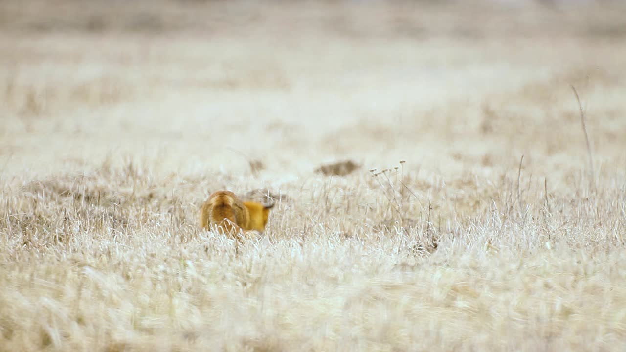 fox está buscando comida en la sabana de hierba seca a muy alta temperatura