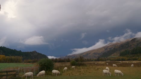 Ovejas-Pastando-En-Un-Potrero-En-Nueva-Zelanda-Con-Una-Tormenta-Acercándose