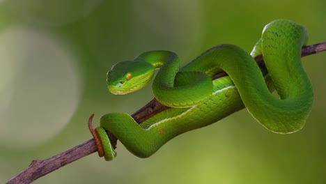 la víbora de labios blancos es una víbora venenosa endémica del sudeste asiático y a menudo se encuentra durante la noche esperando en una rama o rama de un árbol cerca de un cuerpo de agua con muchos alimentos