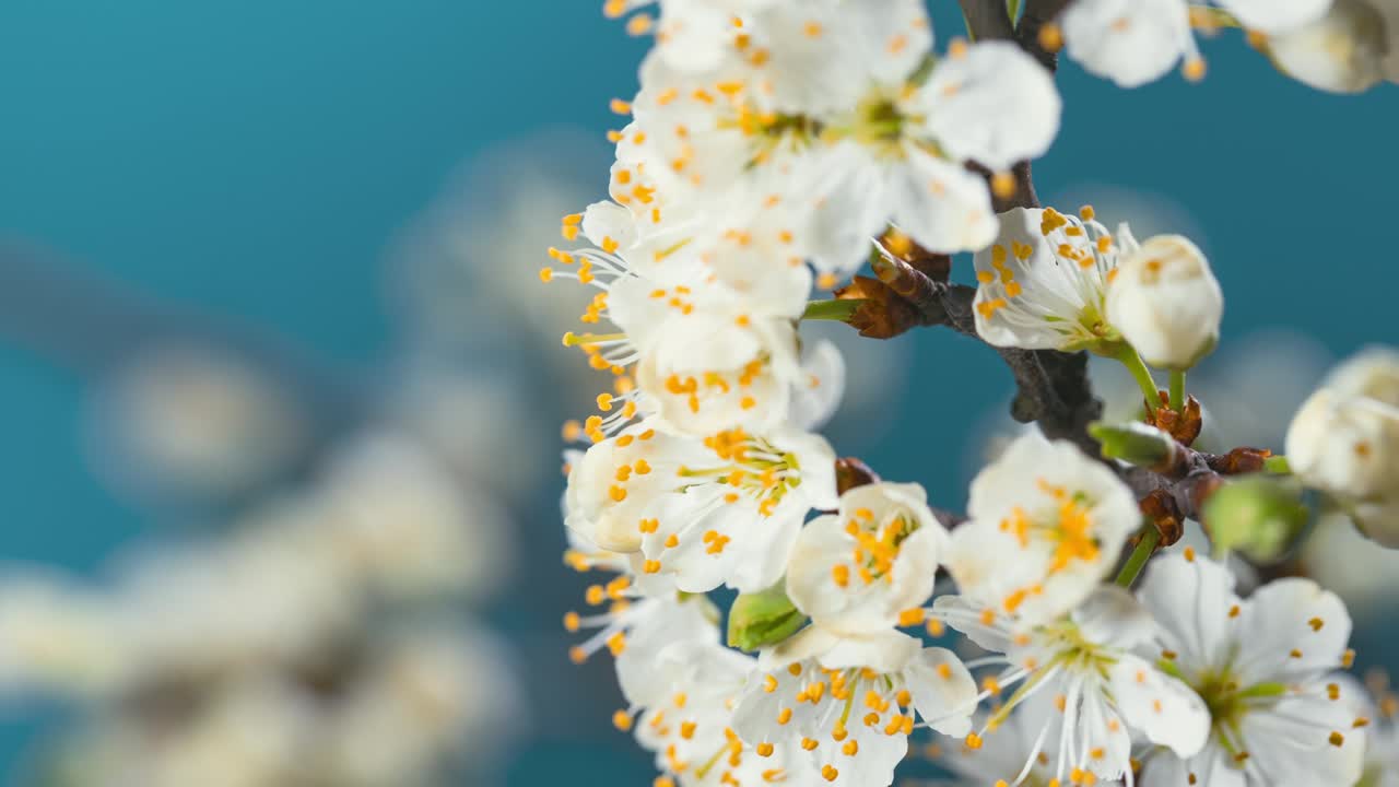 봄에 꽃이 꽃차례로 꽃을 피우고, 하늘과 비슷한 배경에서 왼쪽에는 광고 글씨가 새겨진 곳이 있습니다.