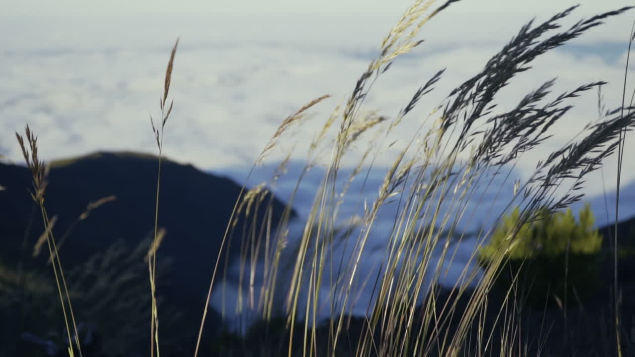 la hierba alta sopla en el viento en las montañas con un océano de nubes debajo, cámara lenta