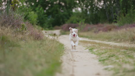 Australian-Shepherd-Doggy-Running-Along-Dirt-Road-Towards-the-Camera-In-Slow-Motion