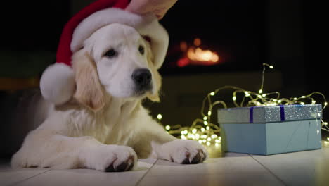 portrait of a golden retriever in a new year's hat near christmas gifts. there's a fireplace burning in the background