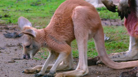 Baby-Joey-Känguru-Kratzt-Sich-Mit-Dem-Bein-Am-Kopf