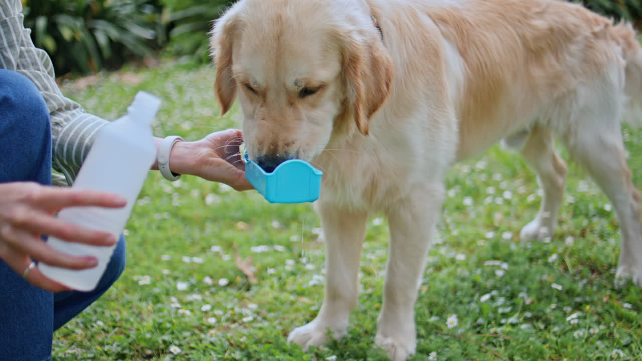 Thirsty golden retriever drinking water from owner bottle in park closeup