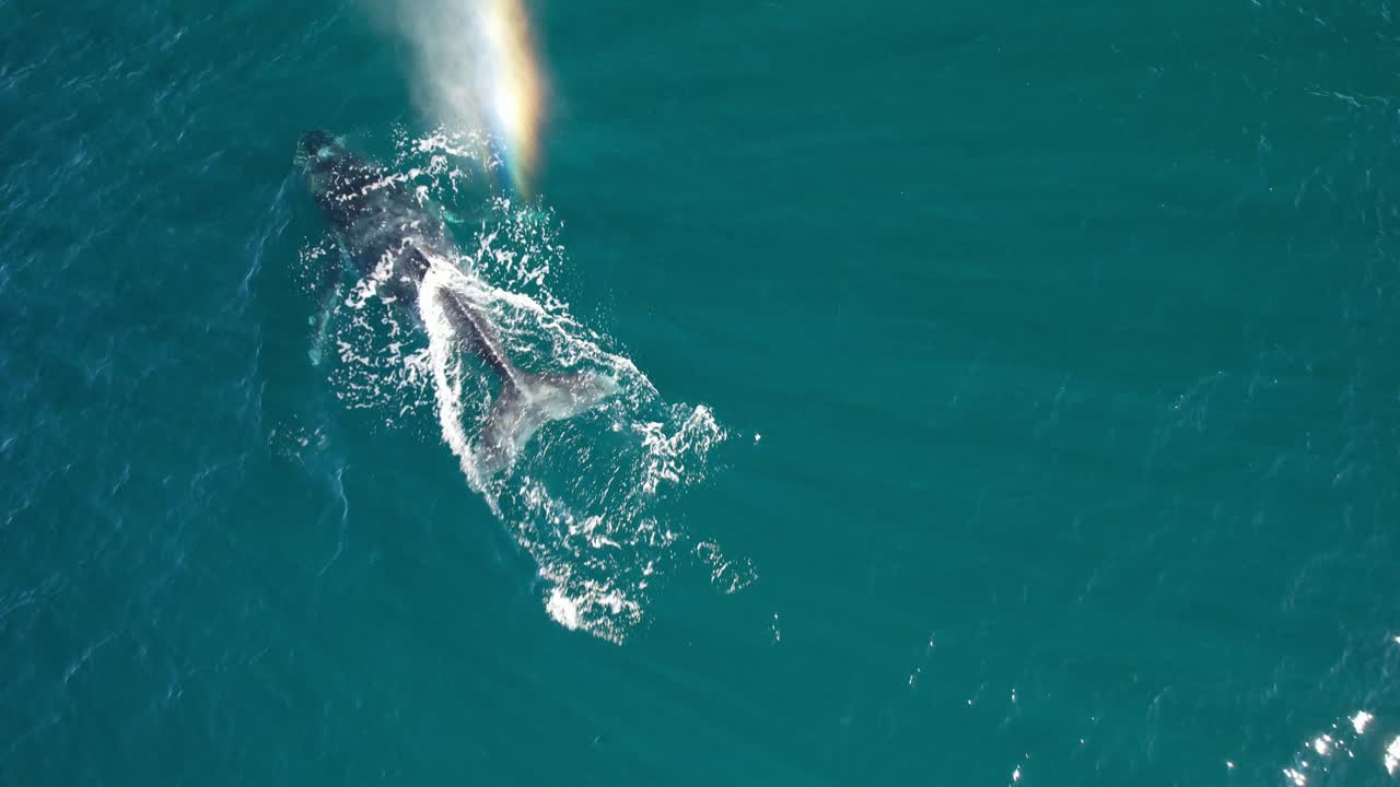 Humpback Whale Blowing Water, Swimming In Turquoise Ocean In NSW, Australia - Drone Shot