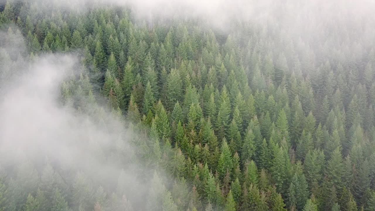 Ilmakuva paljastaa Brittiläisen Kolumbian puita kylmänä aamuna Mt. Frommella.