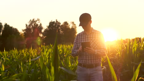 The-farmer-of-the-future-uses-a-tablet-computer-to-manage-corn-plantations-and-monitor-plant-quality-and-analyze-soil-for-watering-and-fertilizing-plants-standing-in-the-field-at-sunset.