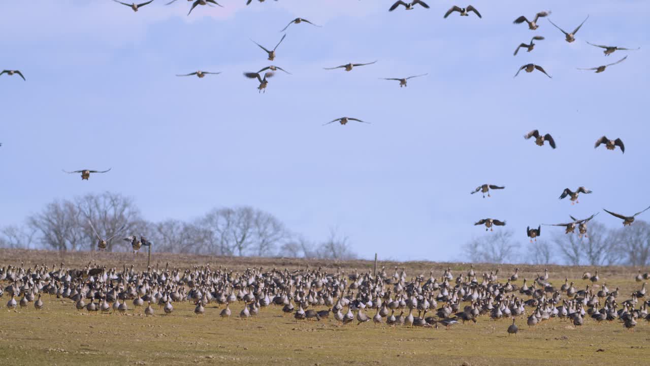 Large geese flock thousands of birds are landing on meadows in migration