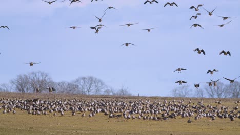 gran bandada de gansos miles de pájaros aterrizan en praderas en migración