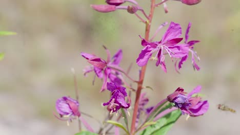 Die-Wildblumen-Weidenröschenpflanze-Verdorrt,-Während-Die-Staubfliege-Versucht,-Sie-Zu-Bestäuben