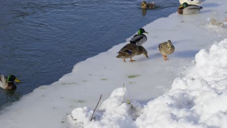 duck walks across ice and slips