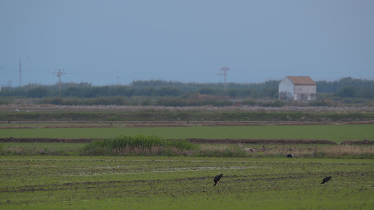 세 마리의 검은 호랑이