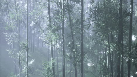 misty bamboo forest with lush greenery and soft sunlight filtering through
