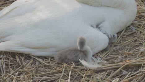 A-close-up-view-of-a-cygnet-sitting-by-its-mother-swan-sitting-on-a-nest