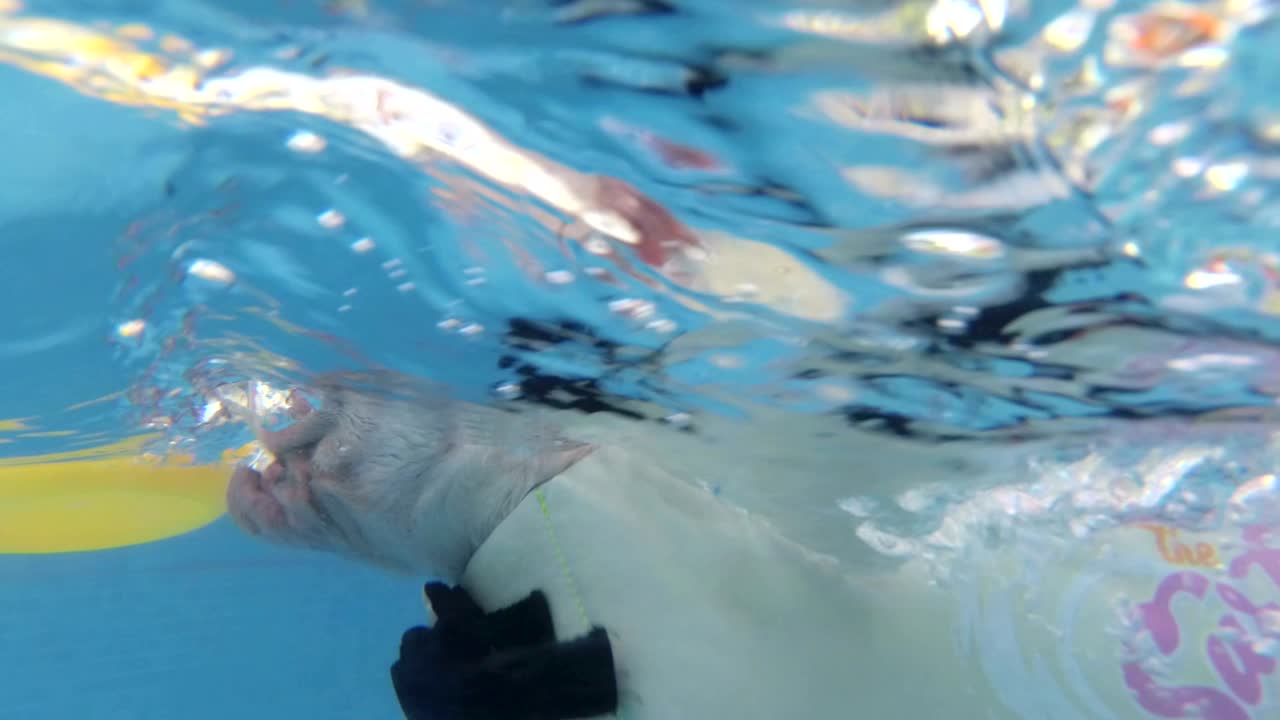 4k 후속 수중 촬영: 프랑스 불도그 강아지가 구명 조끼를 입고 수영장에 뛰어들었습니다.