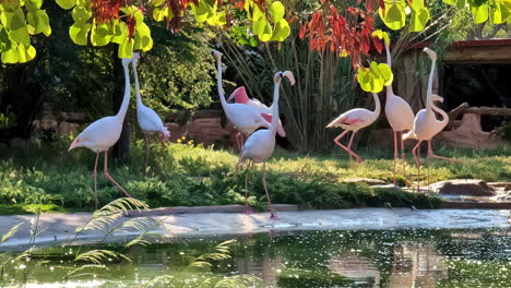 Rosa-Flamingos-Stelzvögel-Phoenicopteridae-Außerhalb-Naturschutzgebiet