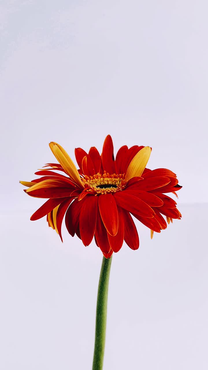 flor de gerbera roja y naranja
