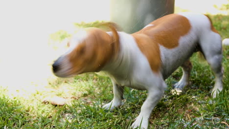 cute jack russell terrier shaking off water after bath outside on grass