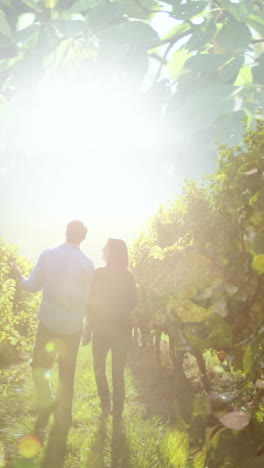 animation of lights over back of caucasian couple holding hands and walking at vineyard