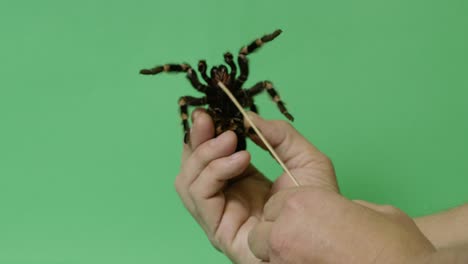 tickling tarantula spider legs twitch on green screen