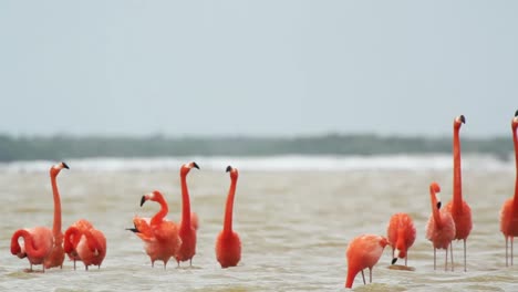 flamenco 08