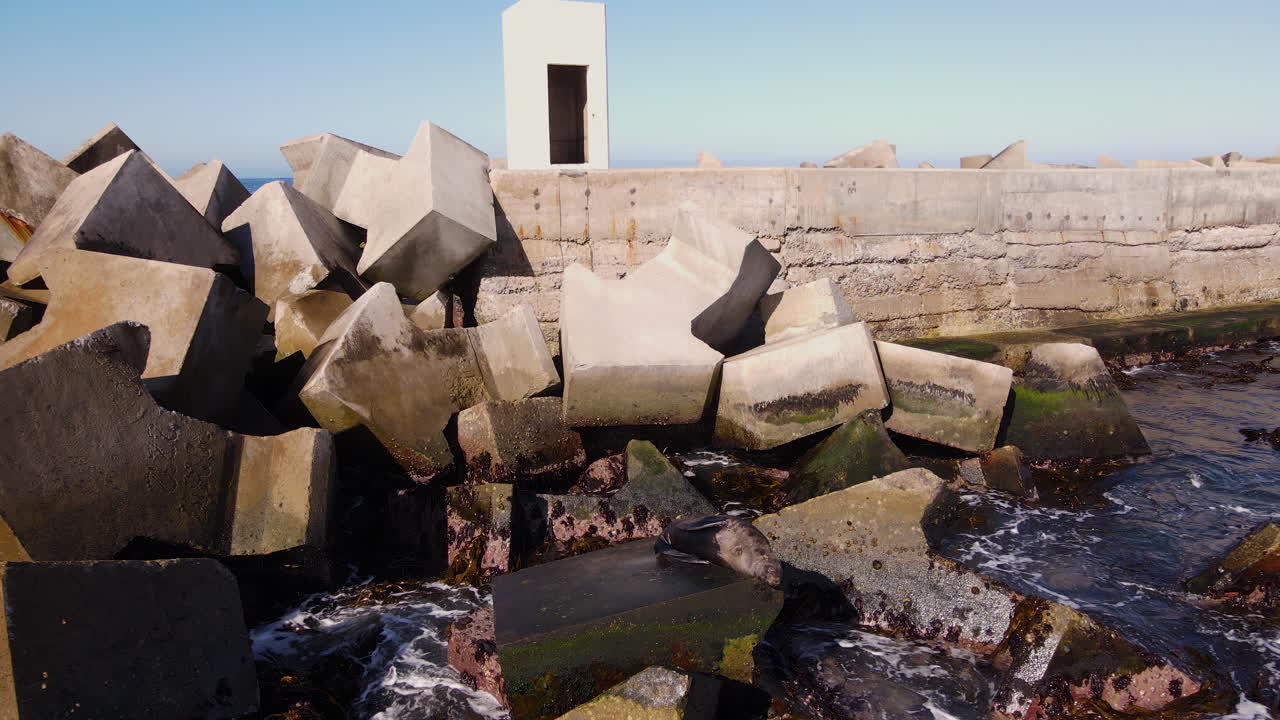 lobo marino del cabo para tomar el sol en dolos junto al muelle