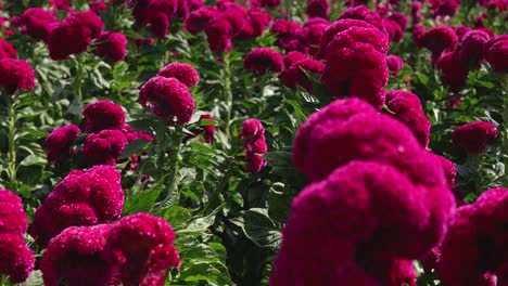 push-in footage of a velvet flower field in atlixco, méxico