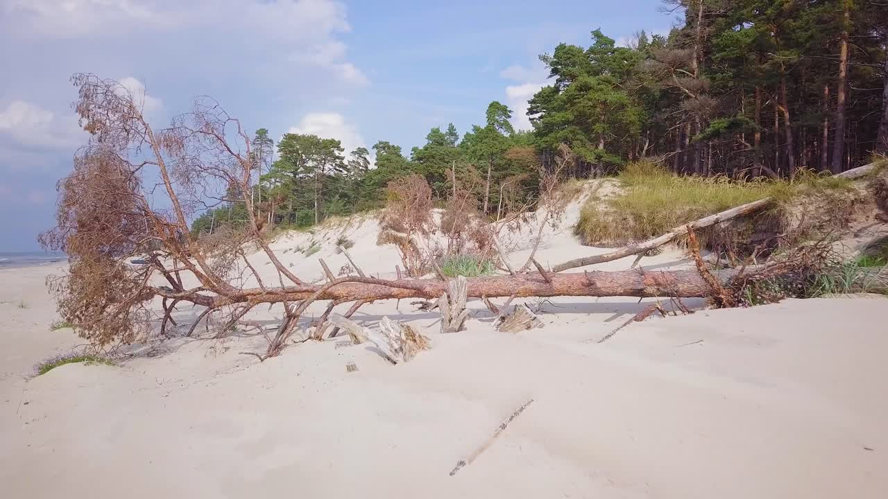 vista aérea de la costa del mar báltico en un día soleado, dunas de arena blanca a la orilla del mar dañadas por las olas, pinos rotos, erosión costera, cambios climáticos, disparos de drones ascendentes de gran angular que avanzan lentamente